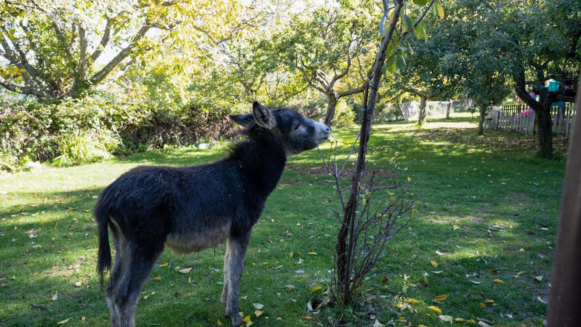 El Zarzal Konuk evi Horche Dış mekan fotoğraf